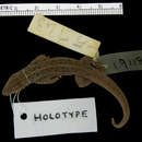 Image of Lygodactylus picturatus picturatus (Peters 1870)