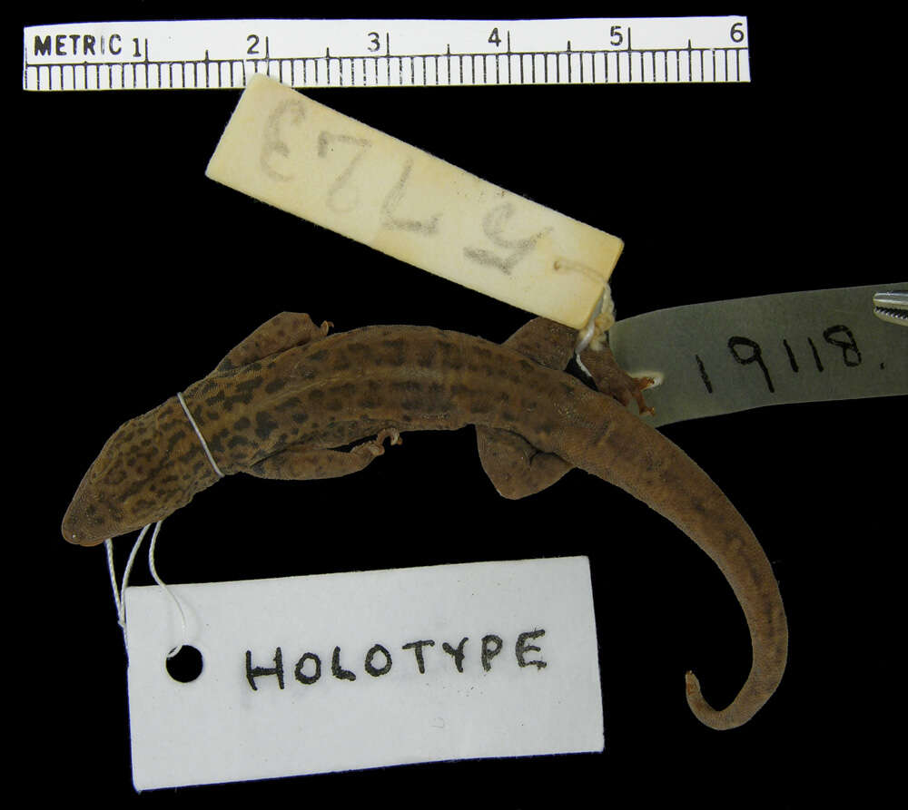 Lygodactylus picturatus picturatus (Peters 1870)的圖片