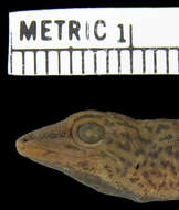 Lygodactylus picturatus picturatus (Peters 1870)的圖片