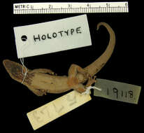 Lygodactylus picturatus picturatus (Peters 1870)的圖片