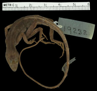 Image of Anolis scypheus Cope 1864