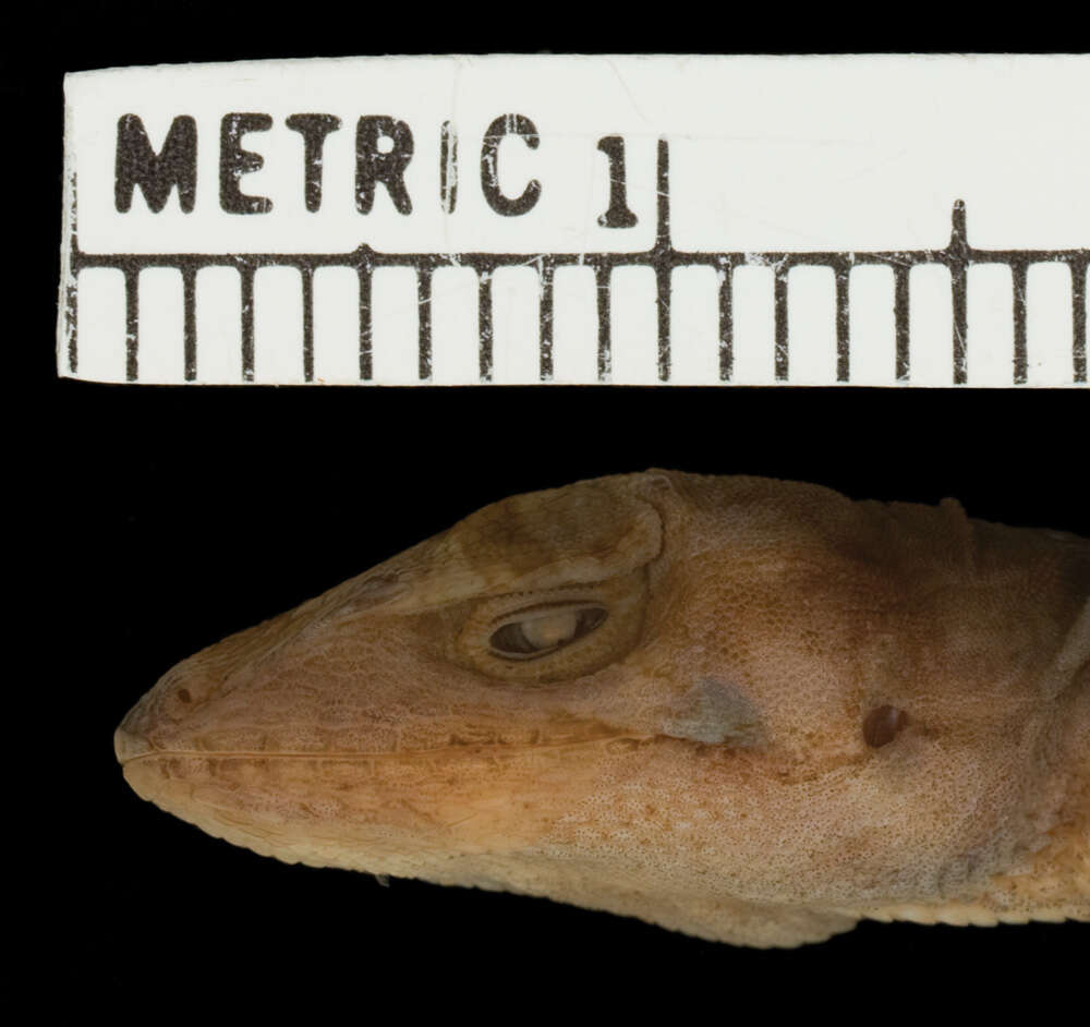 Image of Anolis scypheus Cope 1864