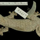 Image of <i>Platydactylus alaeconyx</i>