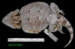 Phrynosoma orbiculare orientale Horowitz 1955 resmi