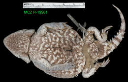 Phrynosoma orbiculare orientale Horowitz 1955 resmi