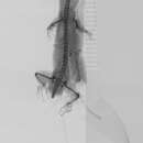 Image of Juventud Least Gecko
