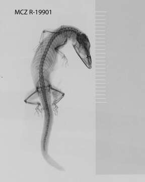 Image of Juventud Least Gecko