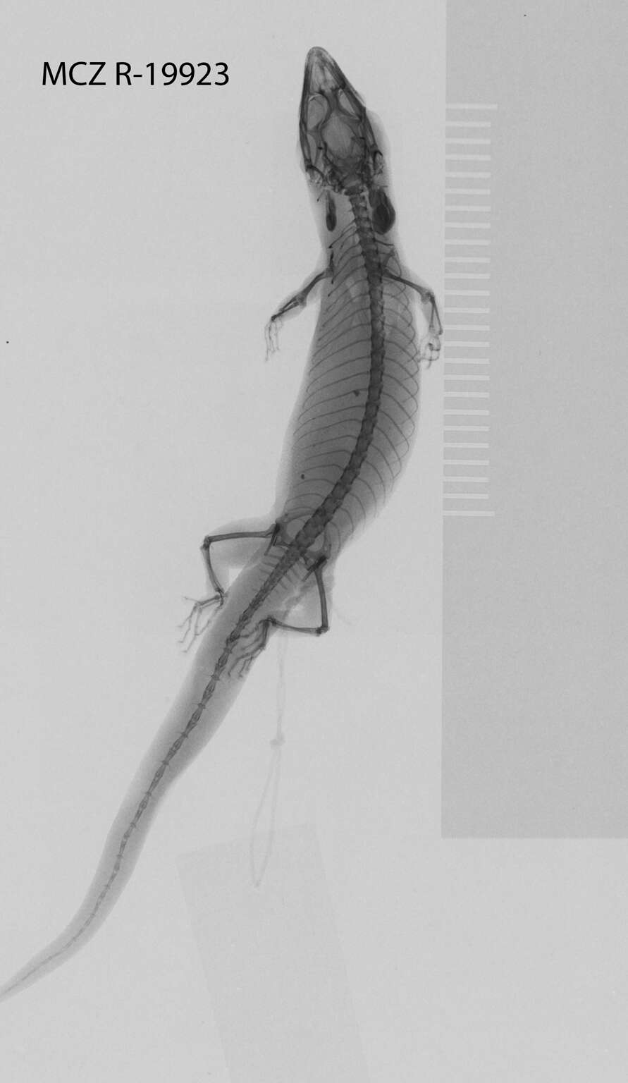 Image of Sphaerodactylus elegans elegans Macleay 1834