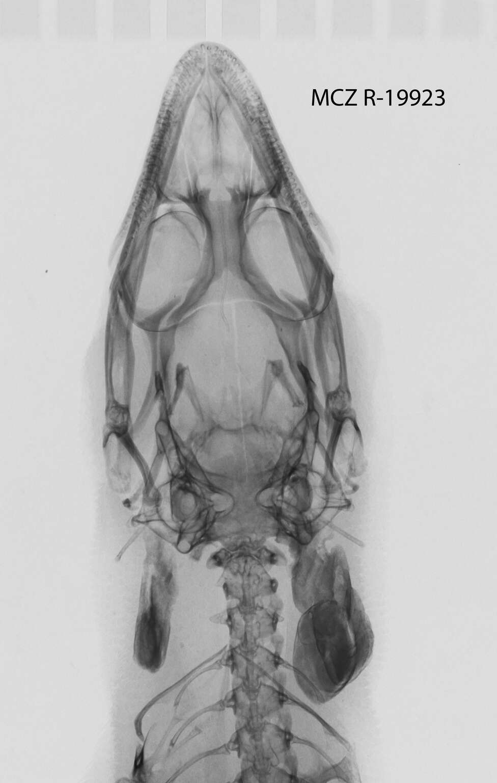 Image of Sphaerodactylus elegans elegans Macleay 1834