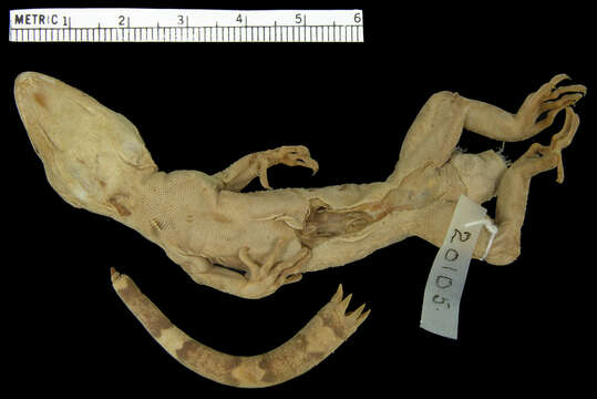 Image of Mindanao Bow-fingered Gecko