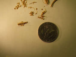 Image of Boulenger's Short-legged Skink