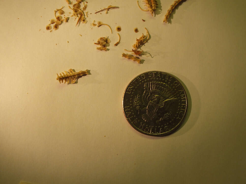 Image of Boulenger's Short-legged Skink