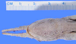 Image of <i>Chamaeleo fischeri vosseleri</i>