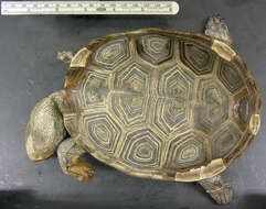 Image of Malaclemys terrapin tequesta Schwartz 1955