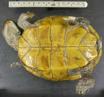 Image of Malaclemys terrapin tequesta Schwartz 1955