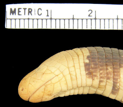 Image of Speckled Worm Lizard