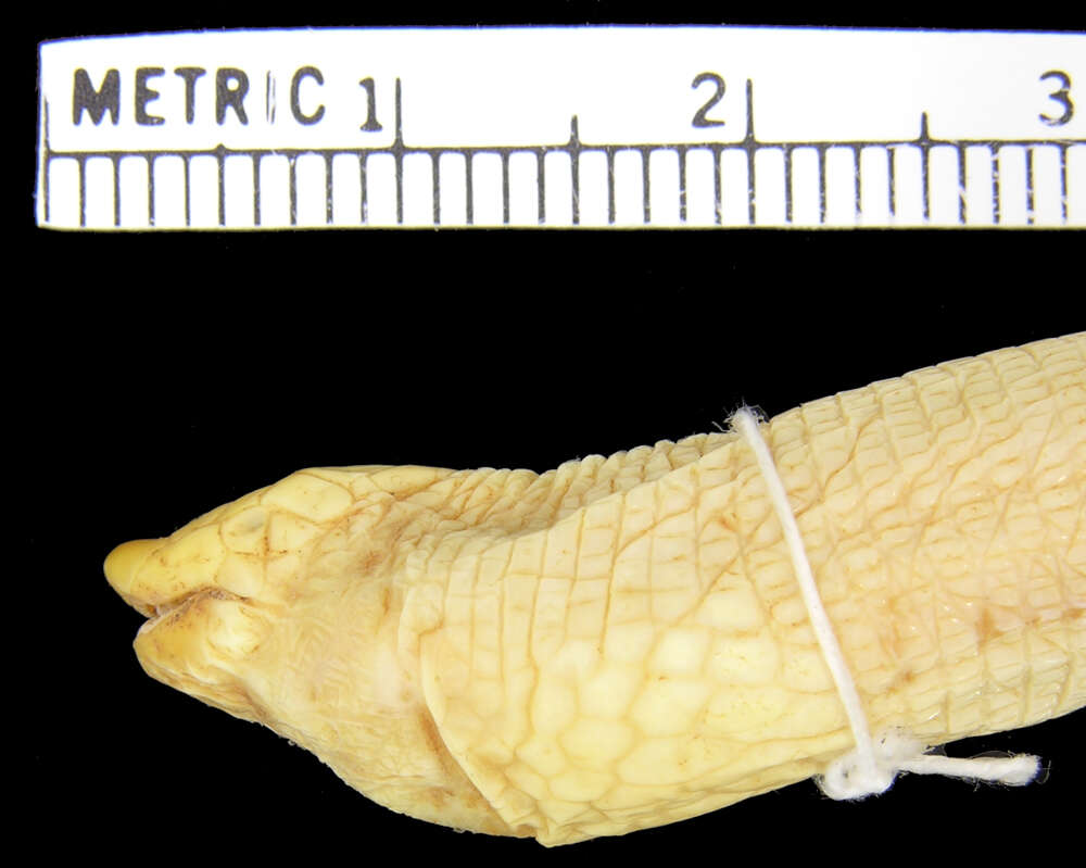 Image of Wucherer's Worm Lizard