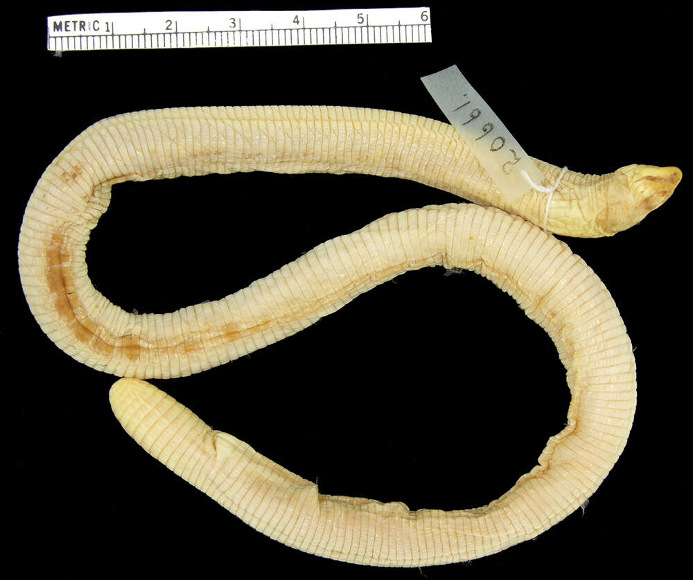 Image of Wucherer's Worm Lizard