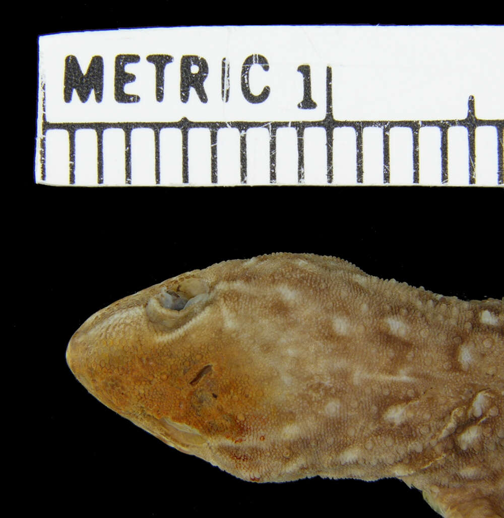 Image of Gymnodactylus amarali Barbour 1925