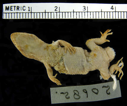 Image of Gymnodactylus amarali Barbour 1925