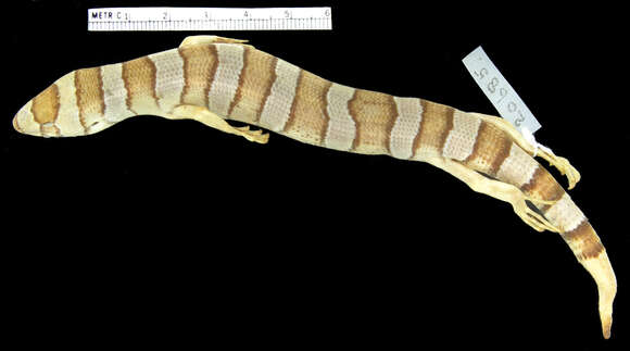 Image of Diploglossus fasciatus (Gray 1831)