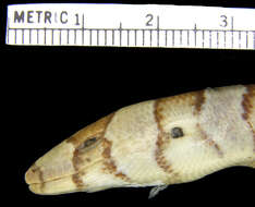 Image of Diploglossus fasciatus (Gray 1831)