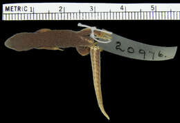 Lygodactylus ocellatus Roux 1907 resmi