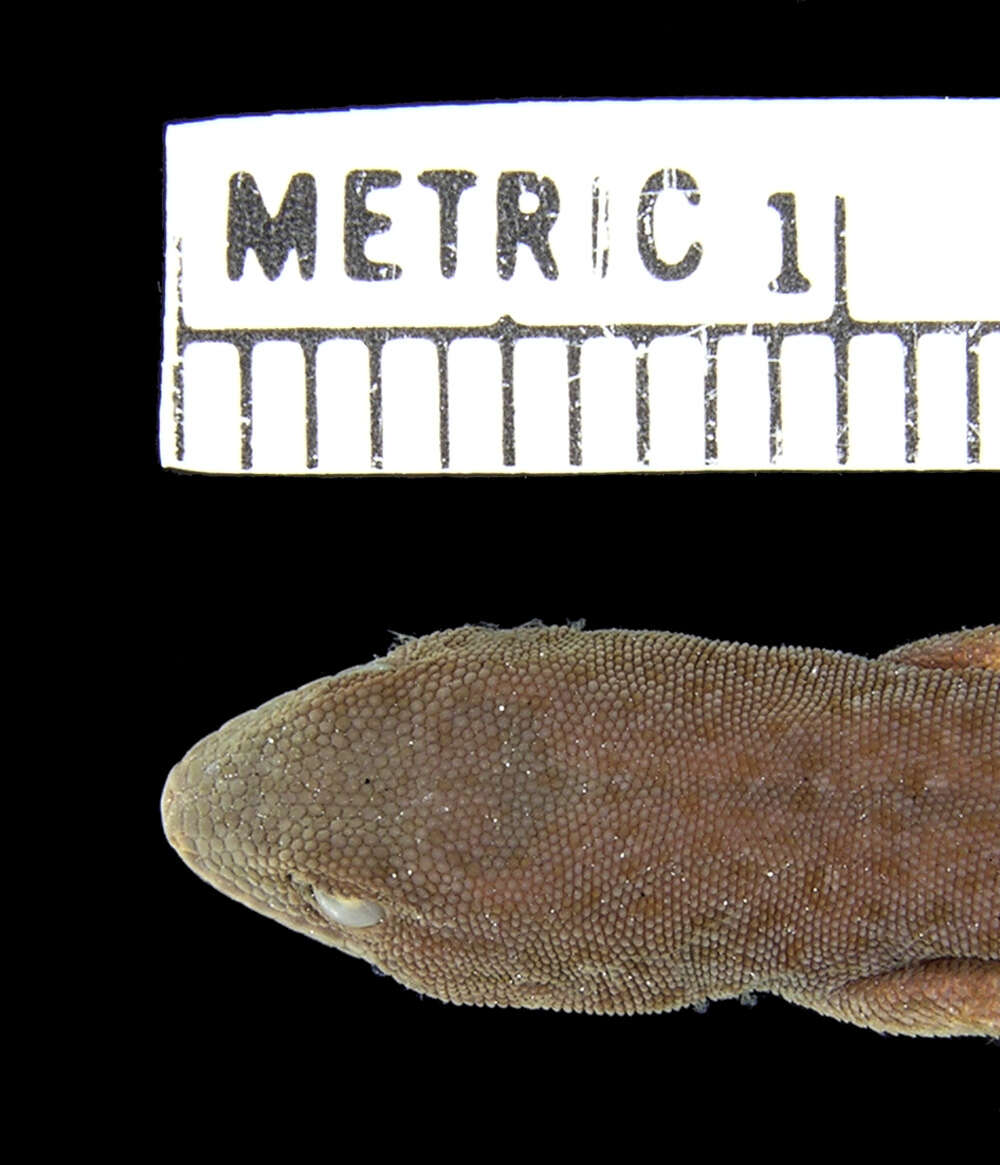 Lygodactylus ocellatus Roux 1907 resmi