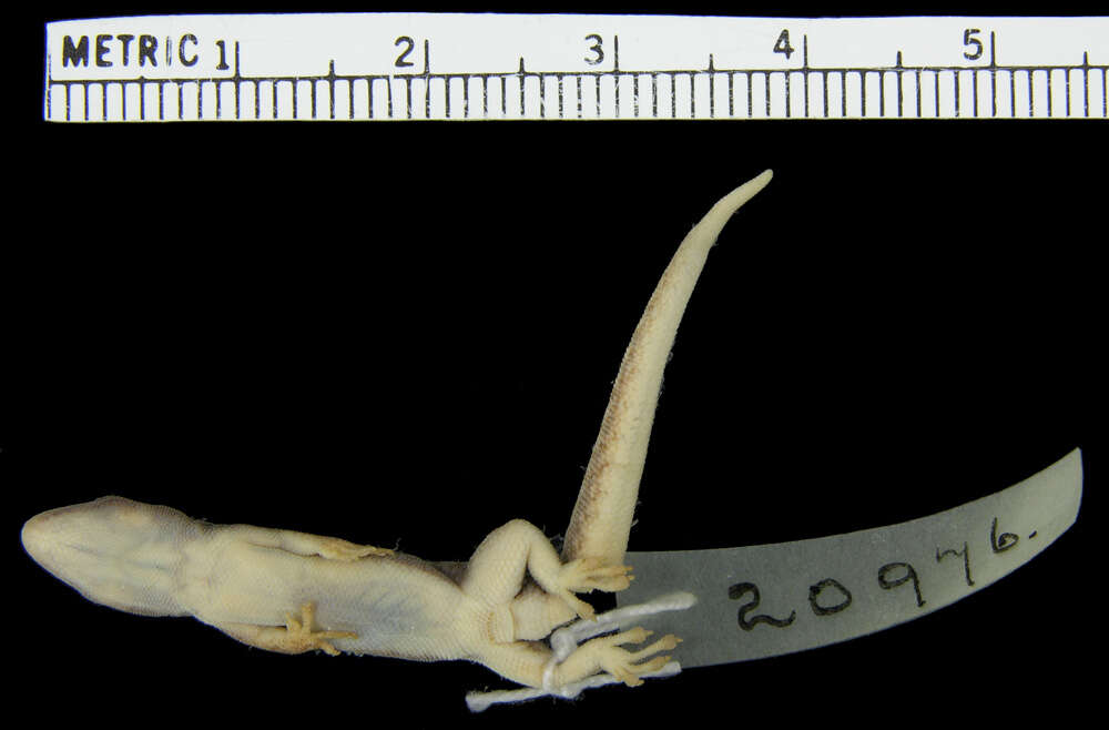 Lygodactylus ocellatus Roux 1907 resmi