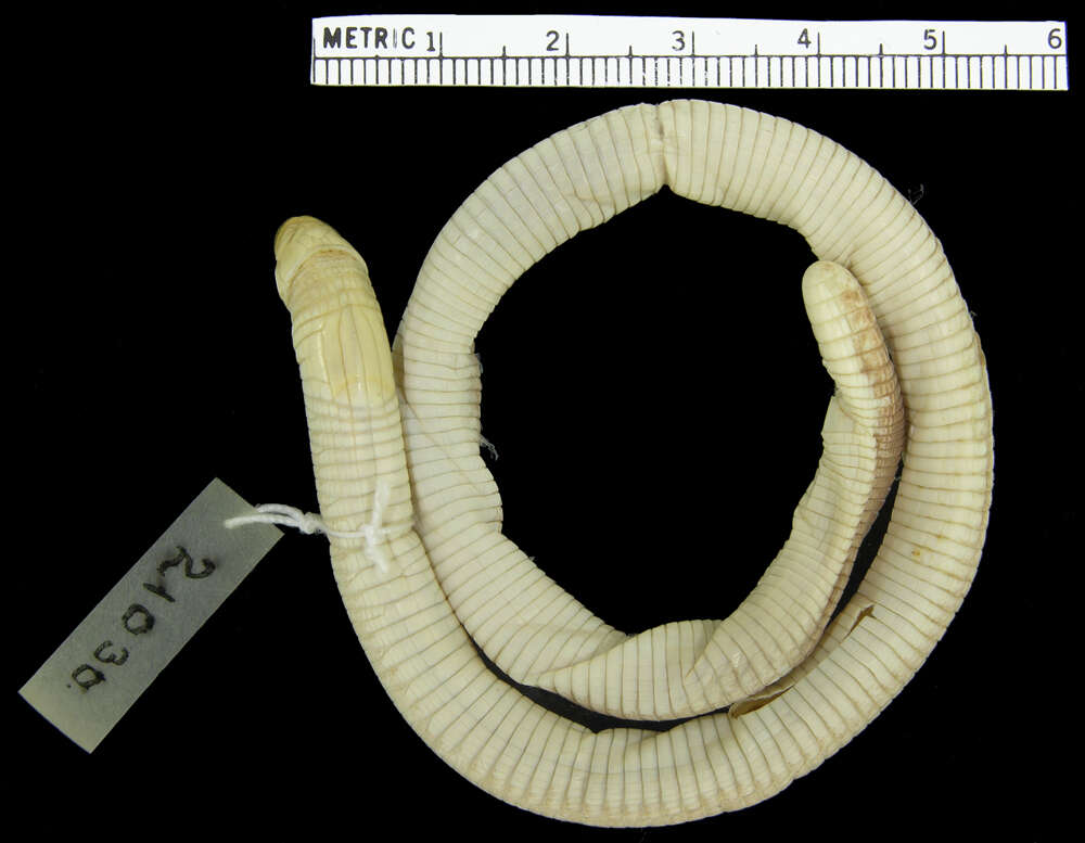 Image of Angolan spade-snouted worm lizard