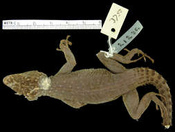 Image of spinytail lizards