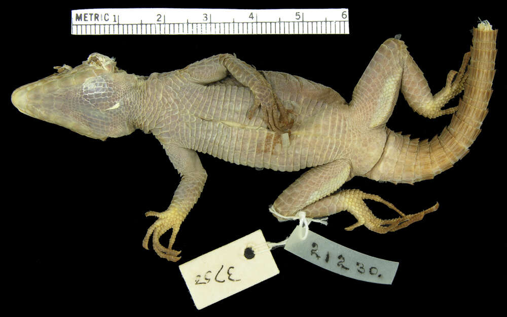 Image of False girdled lizards