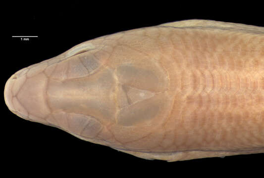 Image of Toamasina Skink]