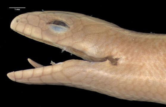 Image of Toamasina Skink]