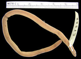 Image of KalahariRound-snouted Worm Lizard