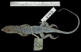 Image of lacertid lizards