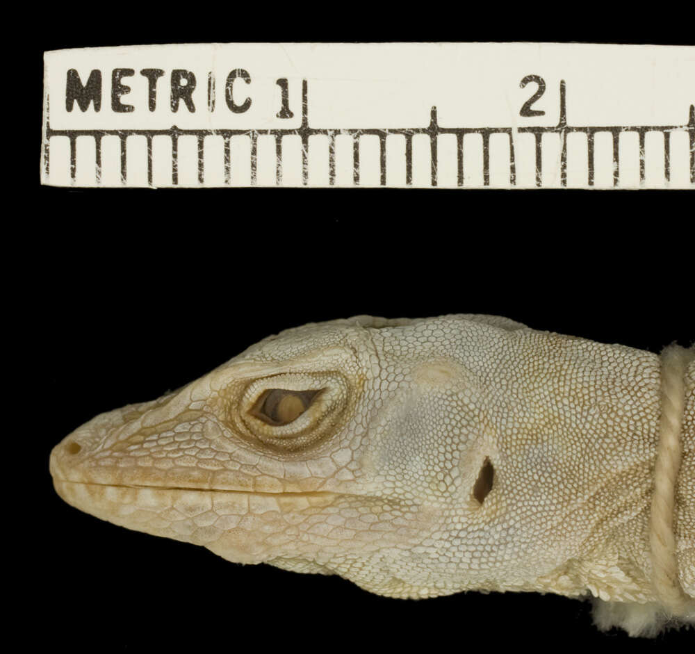 Image of Anolis sagrei sagrei Duméril & Bibron 1837