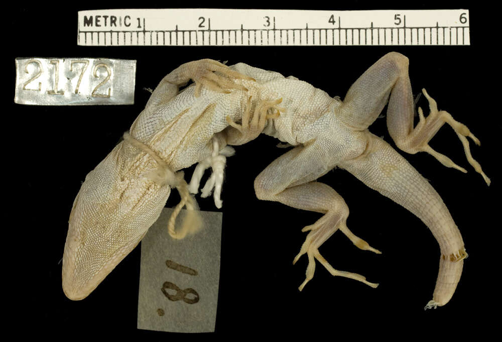 Image of Anolis sagrei sagrei Duméril & Bibron 1837