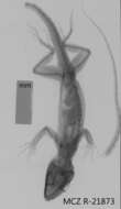 Image of Anolis equestris persparsus Schwartz And Garrido 1972