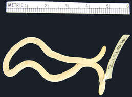 Image of Swynnerton's  Worm Lizard