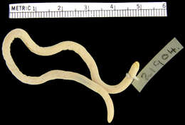 Image of Swynnerton's  Worm Lizard