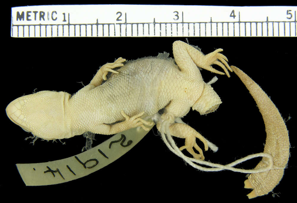 Image of Mediodactylus kotschyi oertzeni (Boettger 1888)