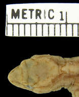 Image of Sternfeld's Gecko