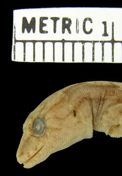 Image of Sternfeld's Gecko