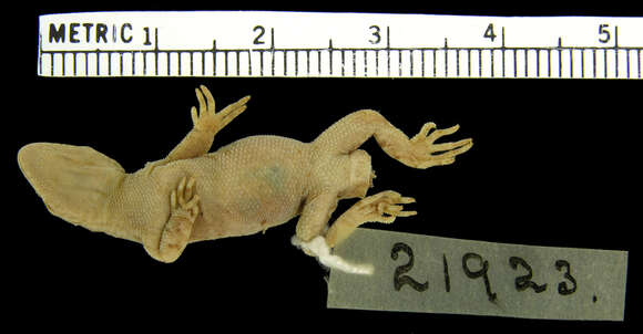 Image of Sternfeld's Gecko