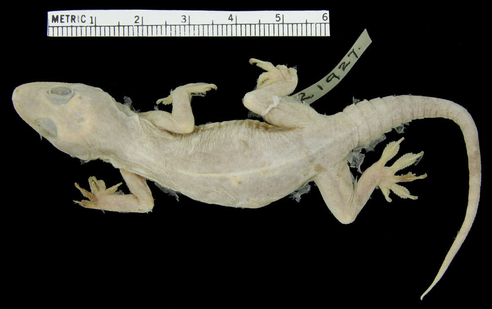 Image of Yellow-bellied house gecko
