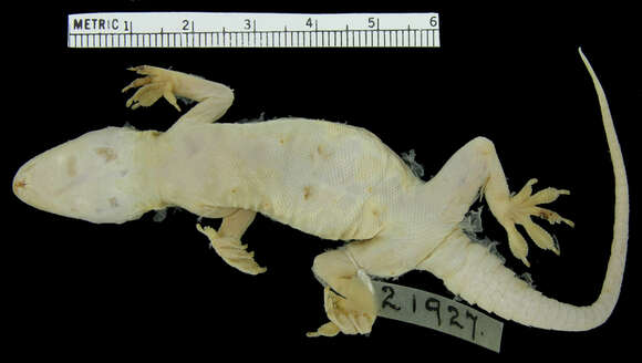 Image of Yellow-bellied house gecko