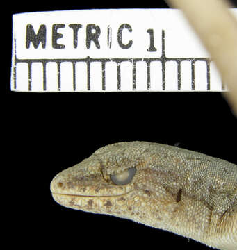 صورة Lygodactylus pictus (Peters 1883)