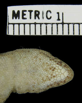 Image of Robust Dwarf Gecko