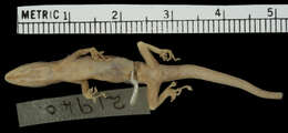 Image of Annobon Dwarf Gecko